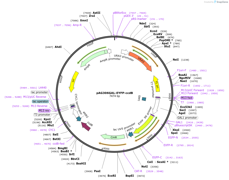 14331-plasmid-map-sequence-id-7994