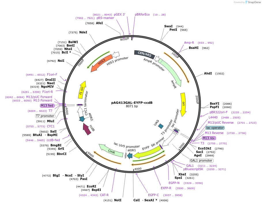 14333-plasmid-map-sequence-id-7996