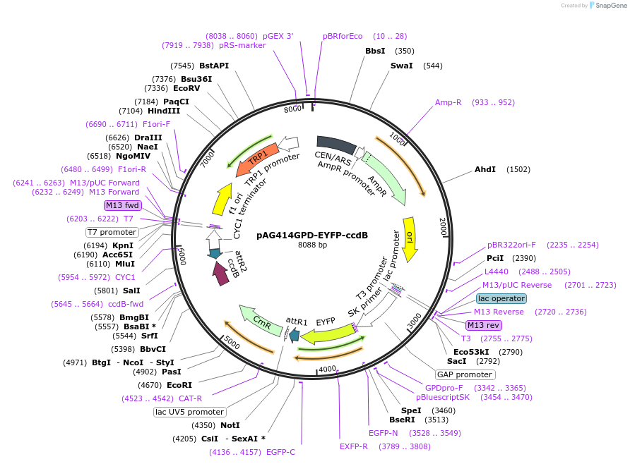 14336-plasmid-map-sequence-id-7999