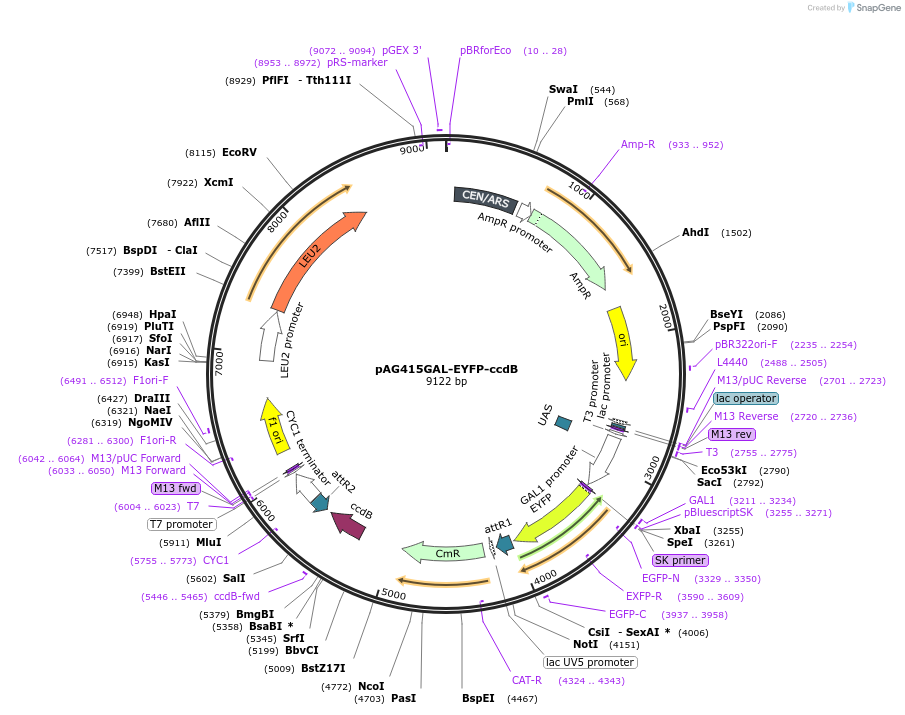 14337-plasmid-map-sequence-id-8000