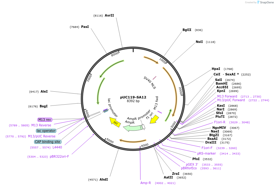 51995-plasmid-map-sequence-id-80035
