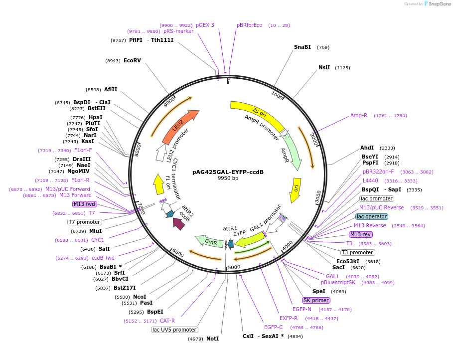 14345-plasmid-map-sequence-id-8008