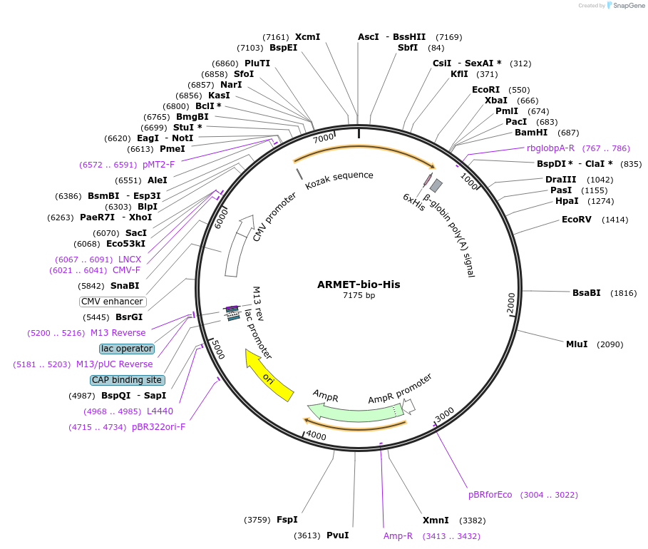 52026-plasmid-map-sequence-id-80099