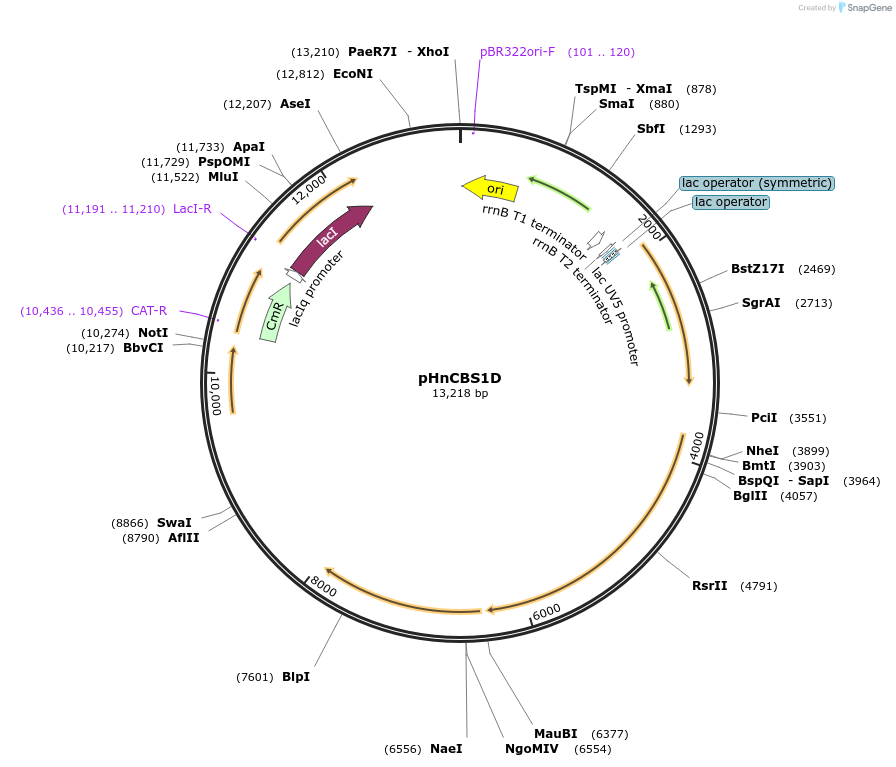 52065-plasmid-map-sequence-id-80268