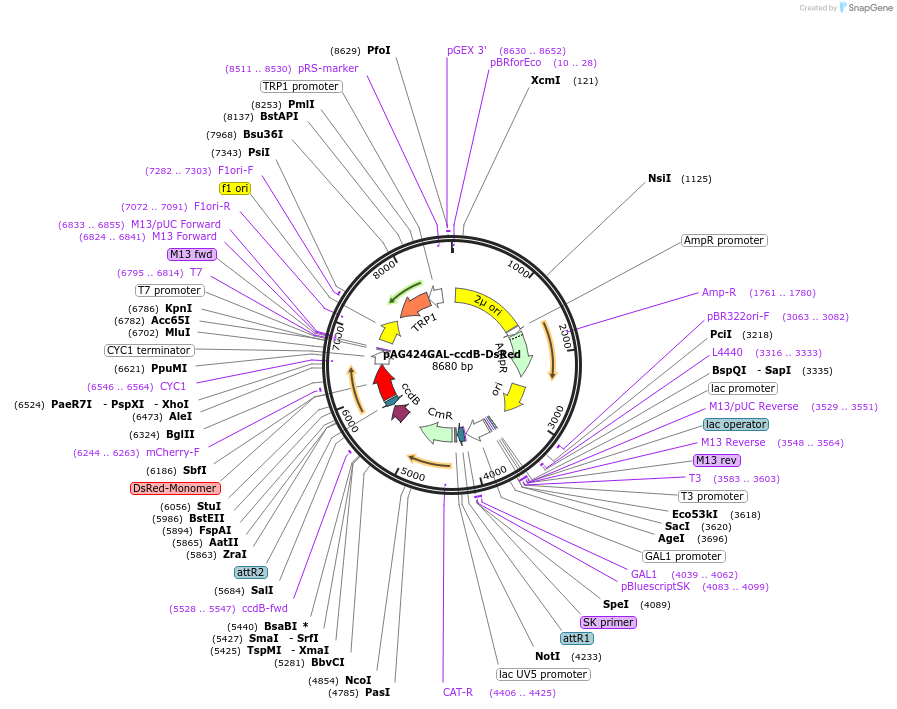 14367-plasmid-map-sequence-id-8030
