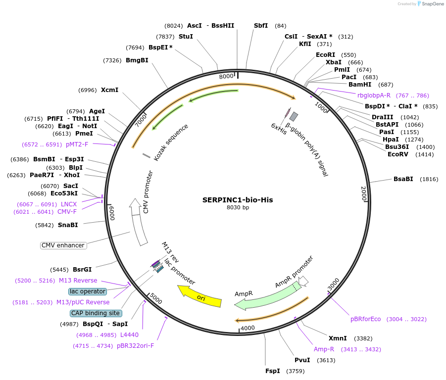 52076-plasmid-map-sequence-id-80301