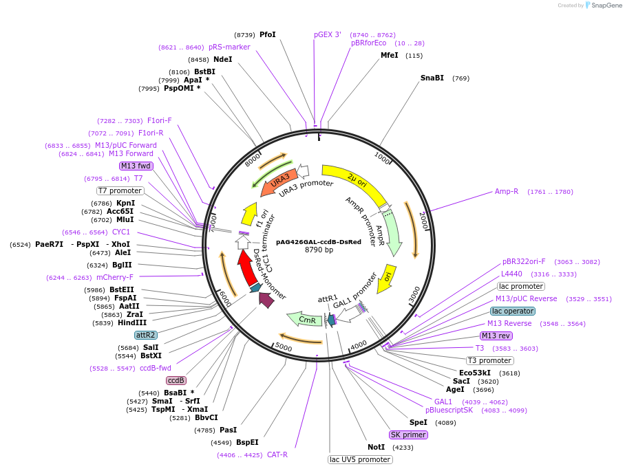 14371-plasmid-map-sequence-id-8034