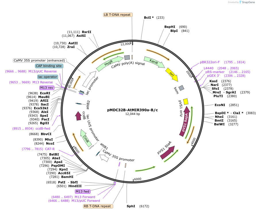 51776-plasmid-map-sequence-id-80341