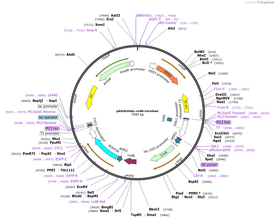 14373-plasmid-map-sequence-id-8036