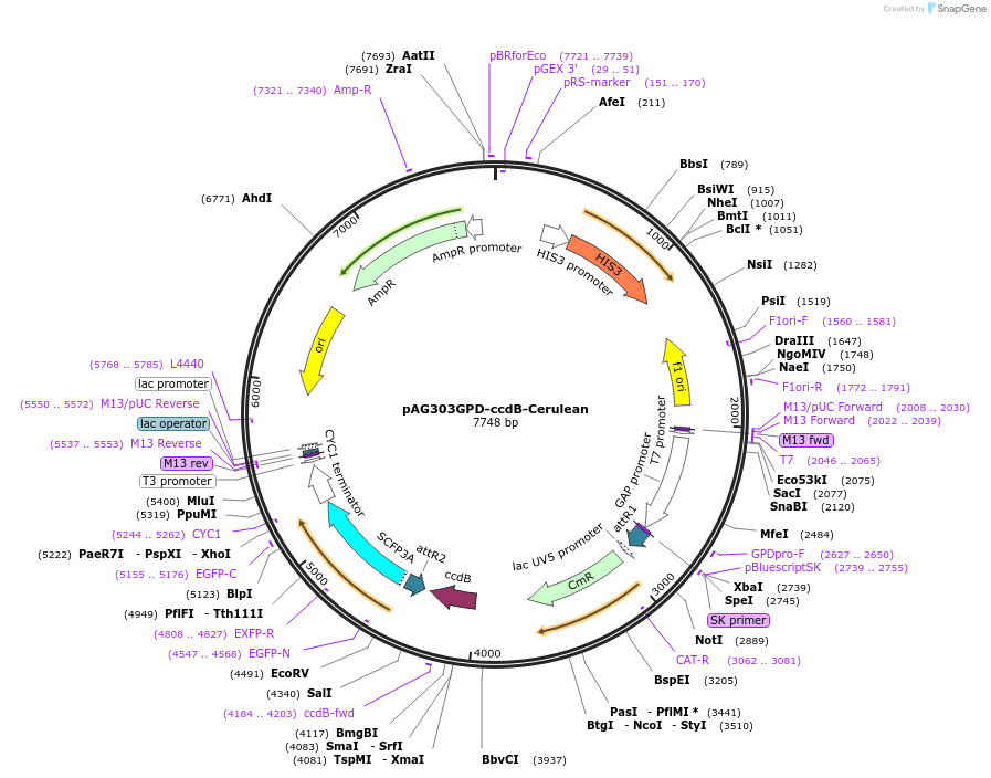 14374-plasmid-map-sequence-id-8037