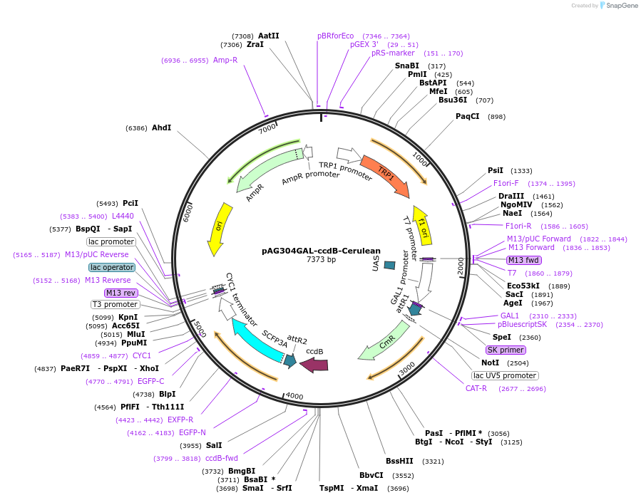 14375-plasmid-map-sequence-id-8038