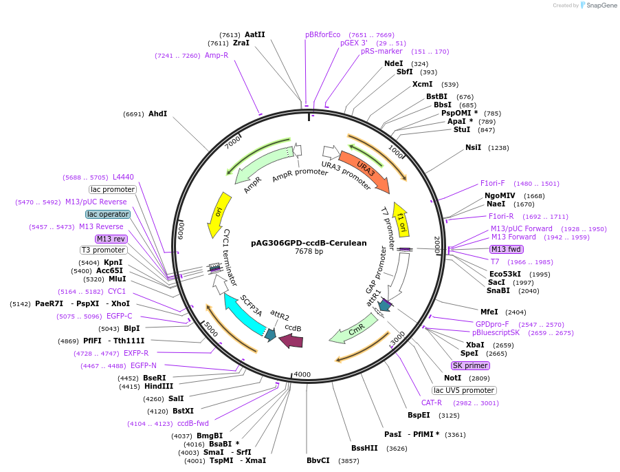 14380-plasmid-map-sequence-id-8043
