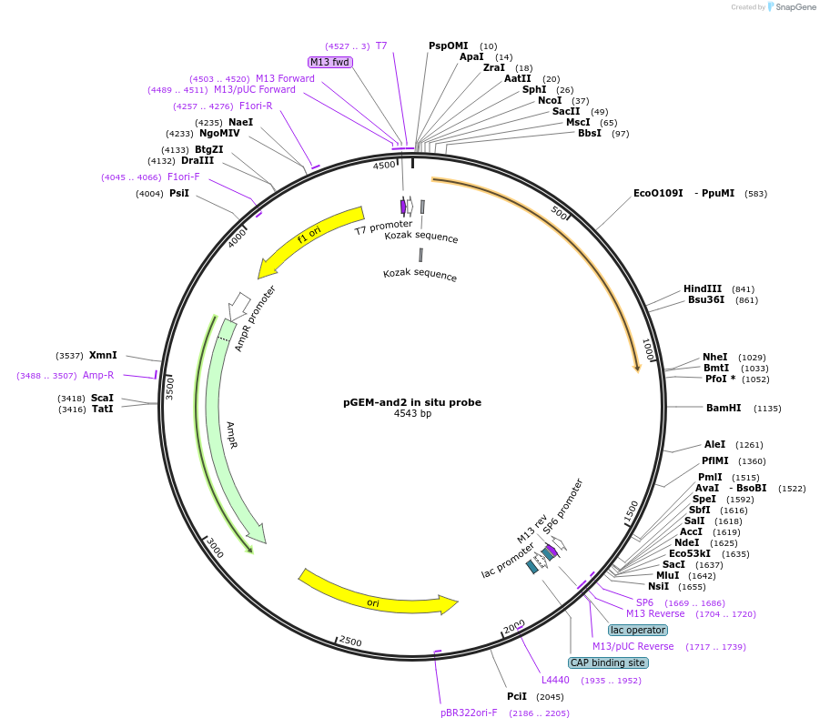 52103-plasmid-map-sequence-id-80476
