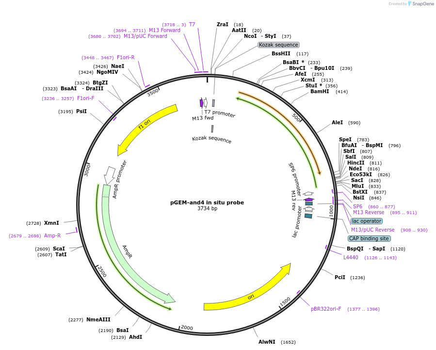 52105-plasmid-map-sequence-id-80478