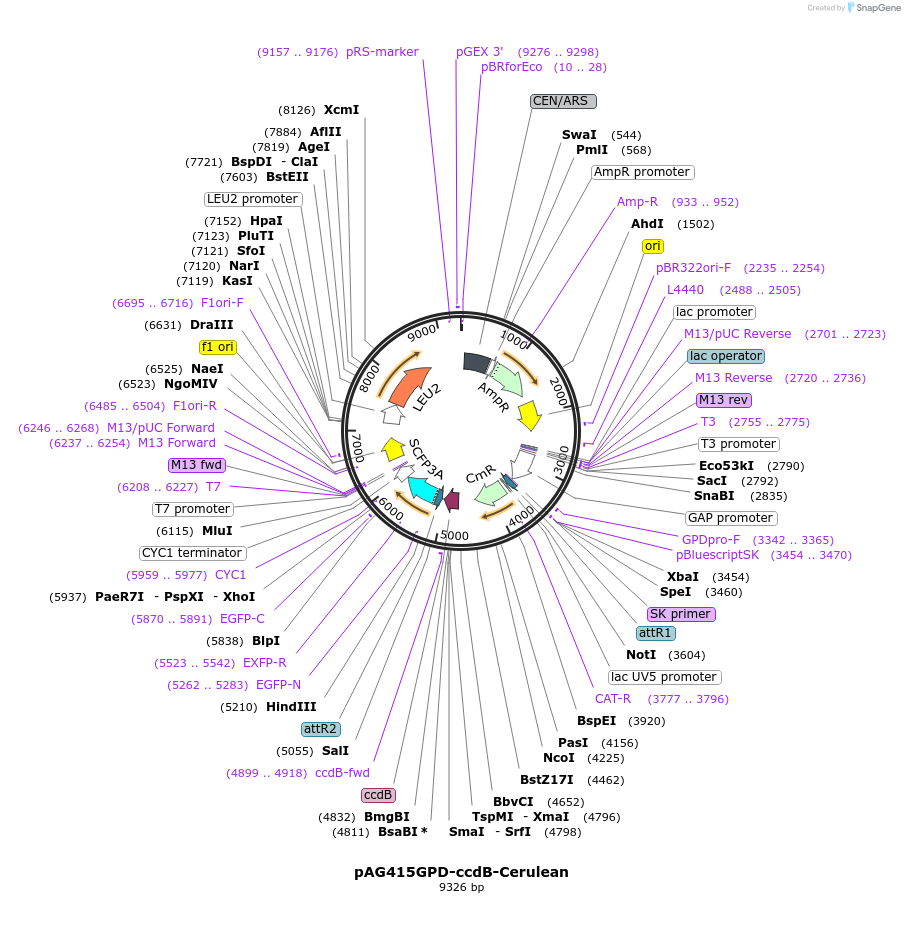 14386-plasmid-map-sequence-id-8049