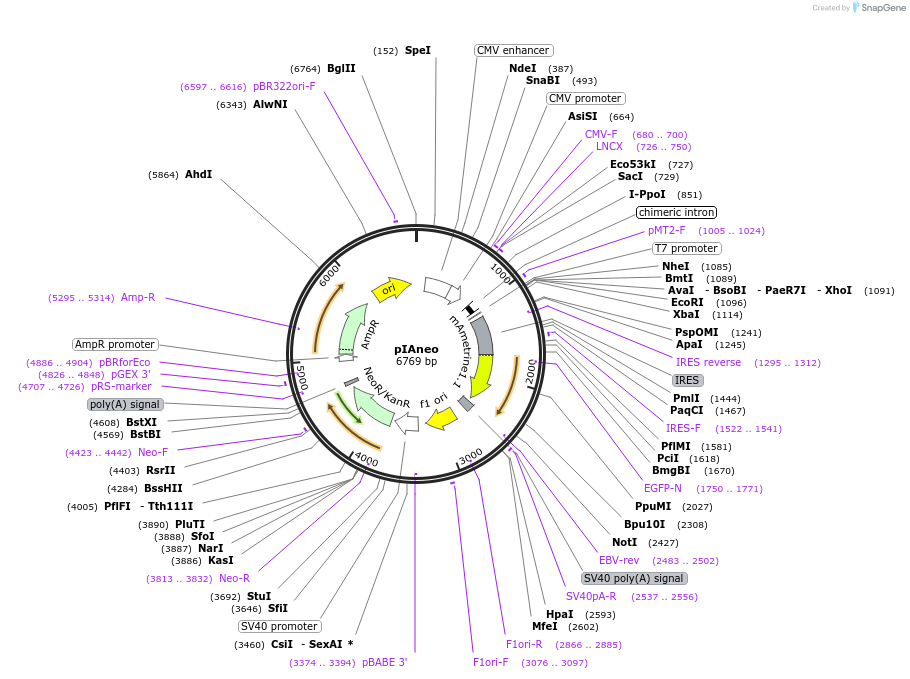 52118-plasmid-map-sequence-id-80504