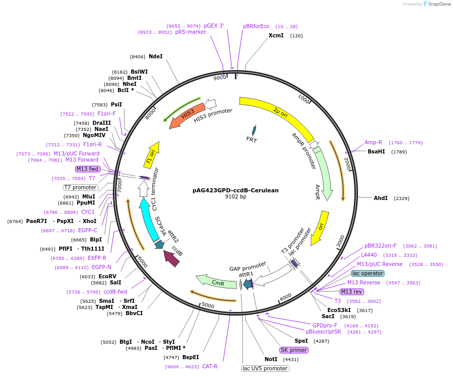 14390-plasmid-map-sequence-id-8053