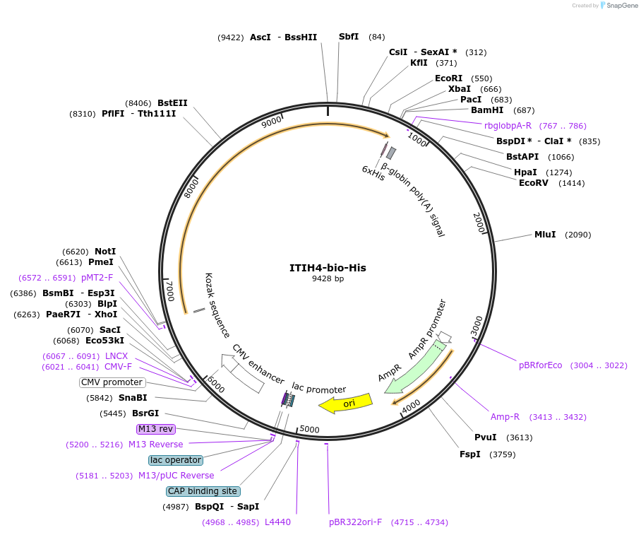 52181-plasmid-map-sequence-id-80545