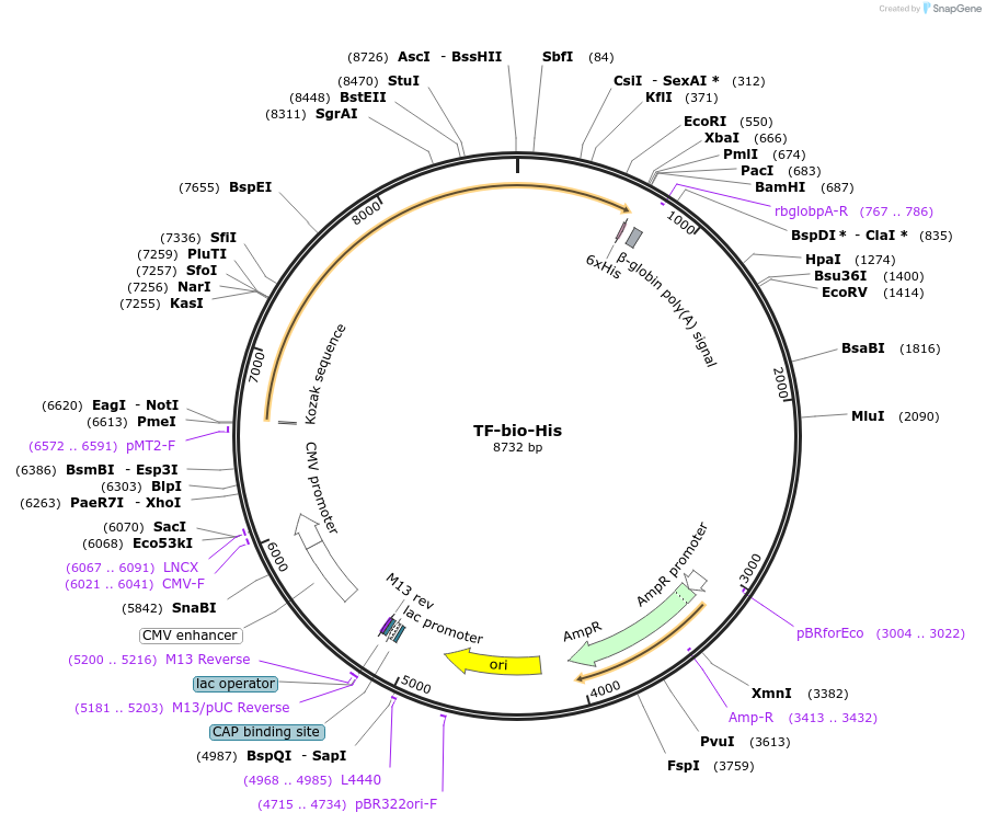 52184-plasmid-map-sequence-id-80548