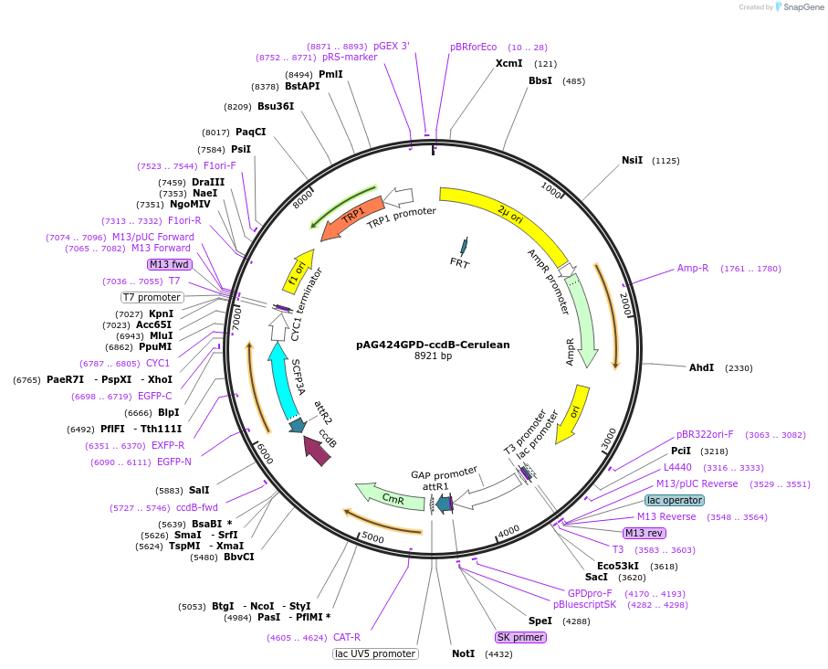 14392-plasmid-map-sequence-id-8055