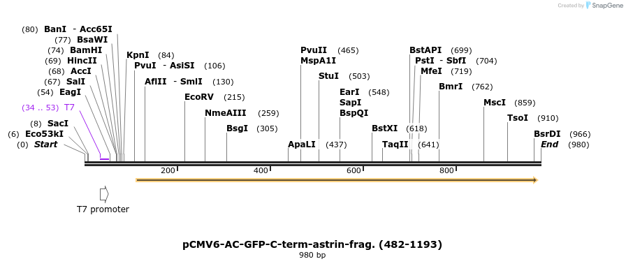 80562_map