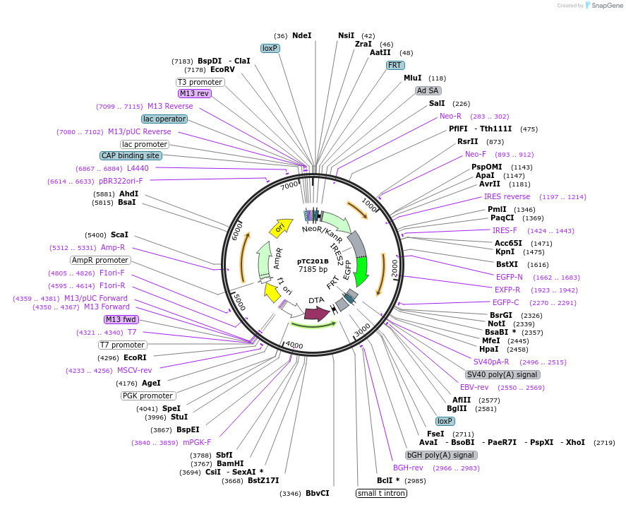 52193-plasmid-map-sequence-id-80575
