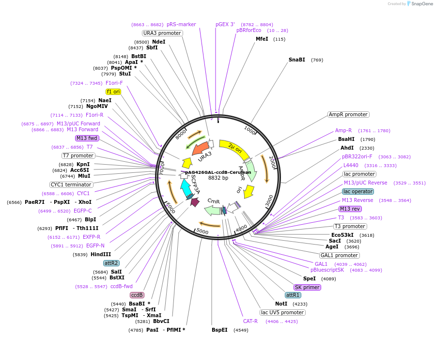 14395-plasmid-map-sequence-id-8058
