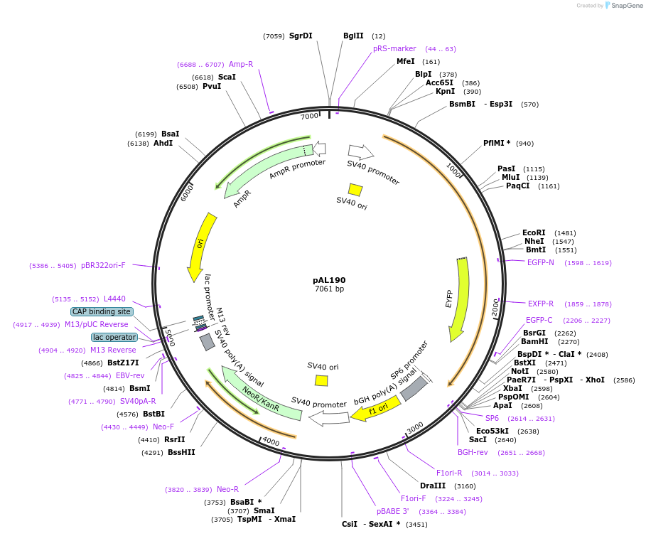 22279-plasmid-map-sequence-id-80601