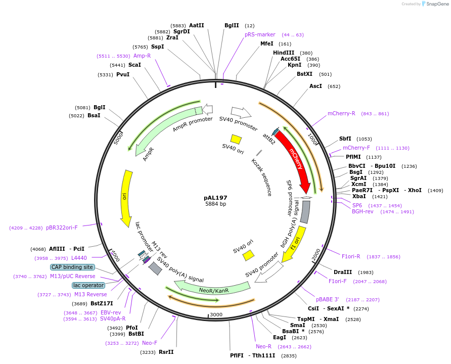 22280-plasmid-map-sequence-id-80602