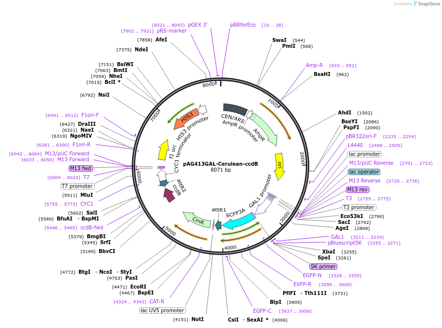 14405-plasmid-map-sequence-id-8068