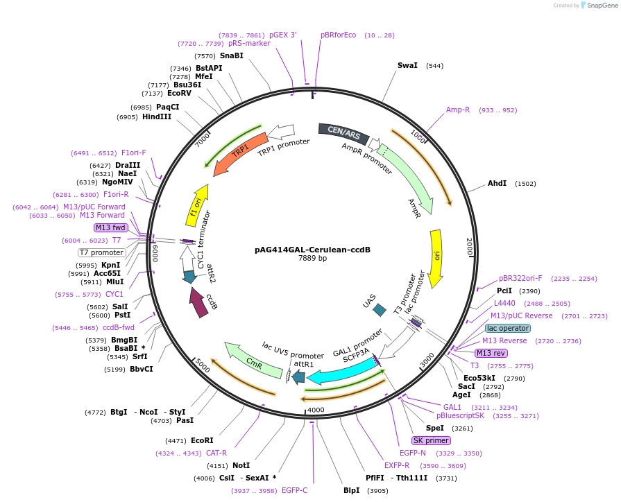 14407-plasmid-map-sequence-id-8070