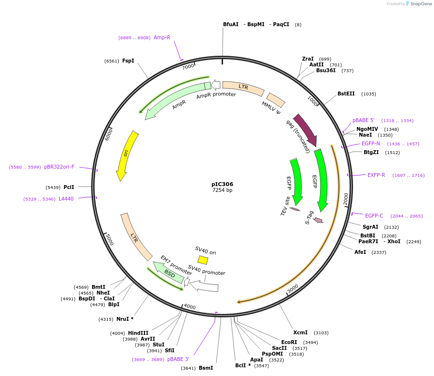 52257-plasmid-map-sequence-id-80732