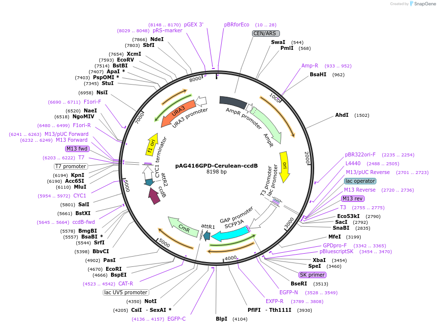 14412-plasmid-map-sequence-id-8075