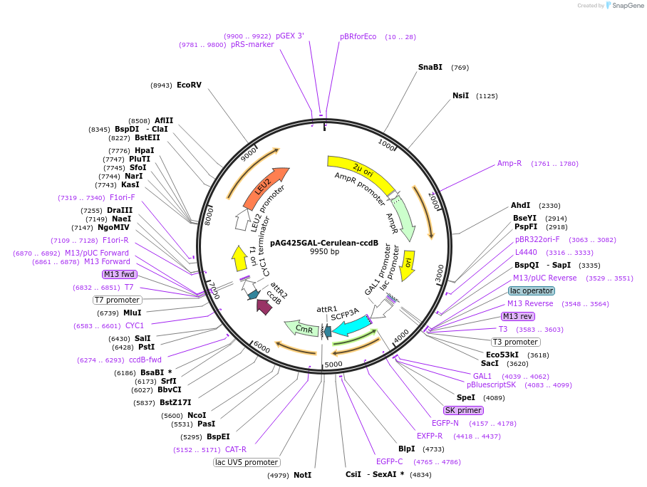 14417-plasmid-map-sequence-id-8080