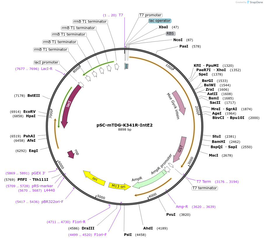 52269-plasmid-map-sequence-id-80819