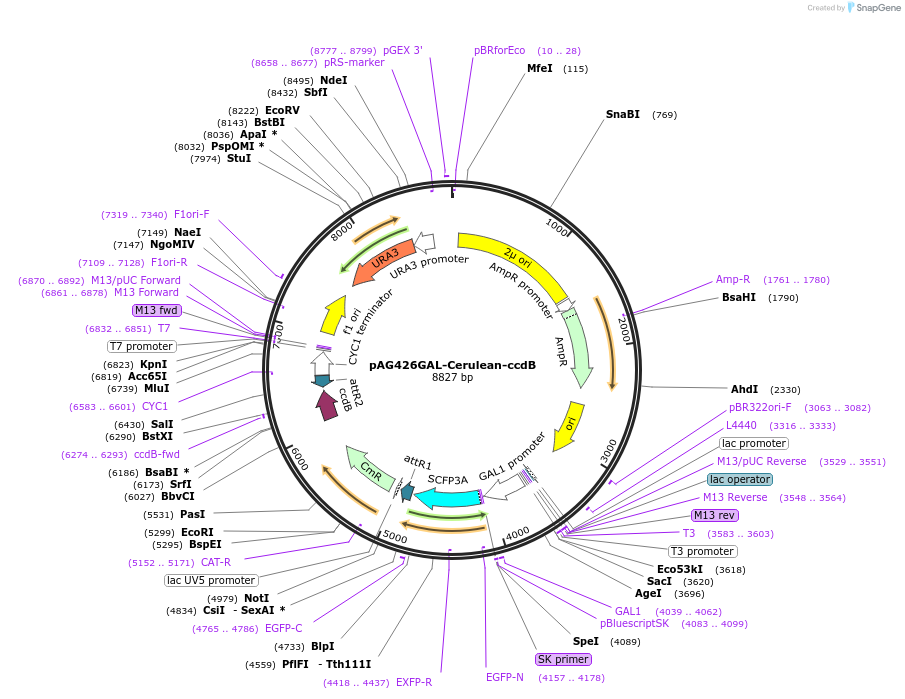 14419-plasmid-map-sequence-id-8082