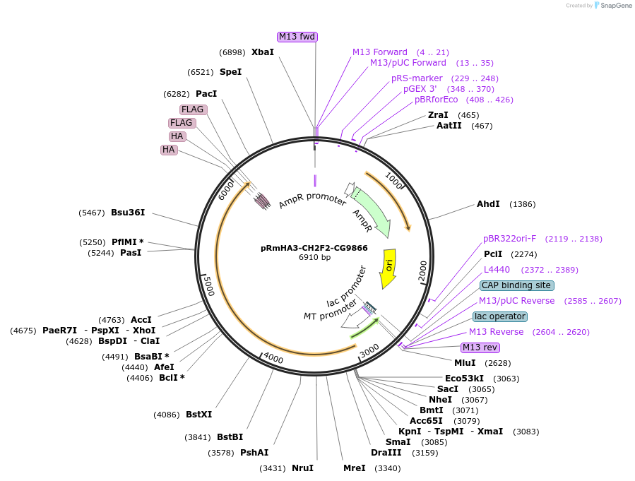 52286-plasmid-map-sequence-id-80831
