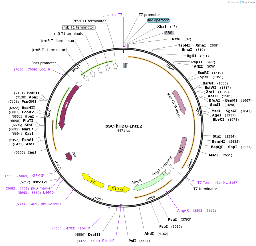52270-plasmid-map-sequence-id-80834