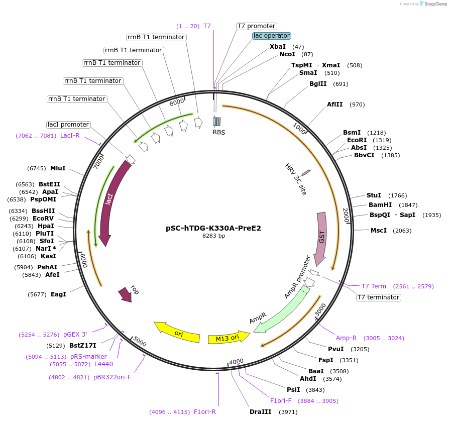 52273-plasmid-map-sequence-id-80837