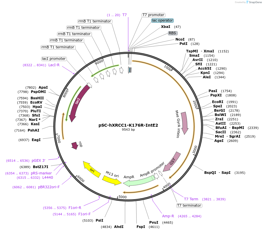 52277-plasmid-map-sequence-id-80841