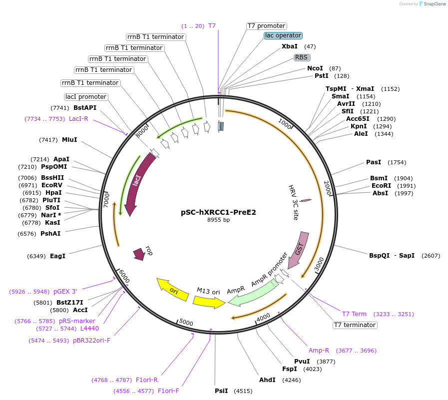 52278-plasmid-map-sequence-id-80842