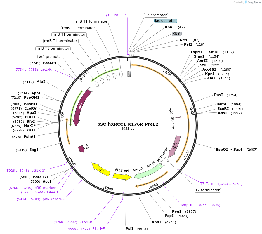 52279-plasmid-map-sequence-id-80843