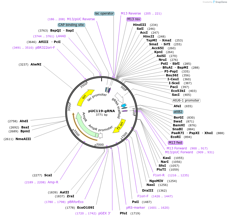 52255-plasmid-map-sequence-id-80847