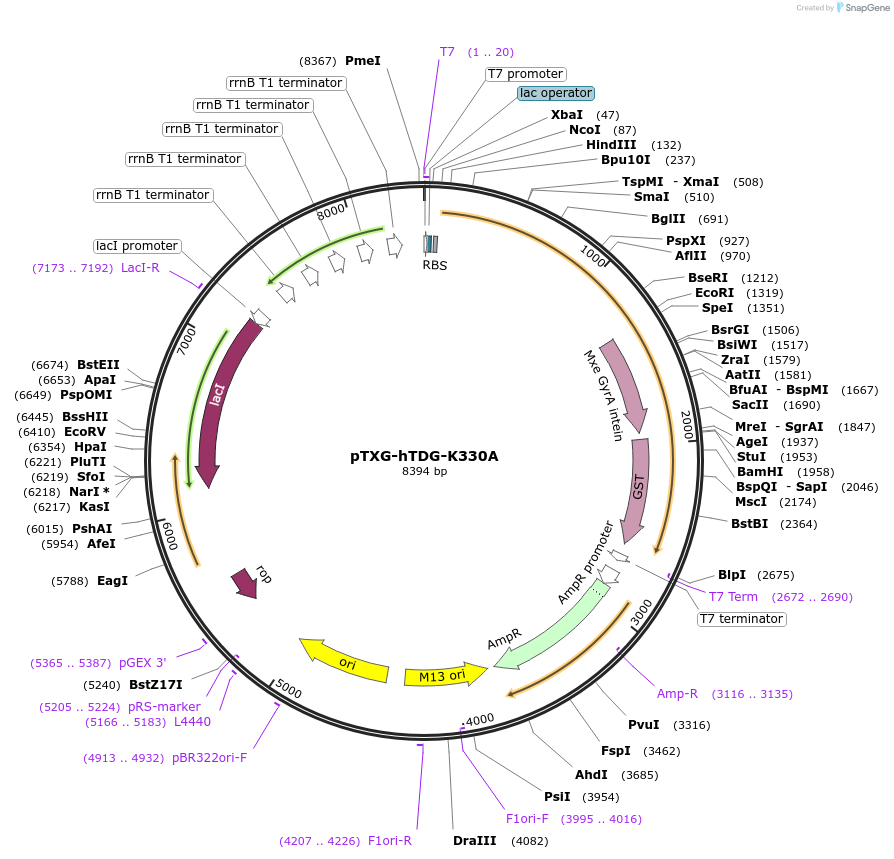 52282-plasmid-map-sequence-id-80849