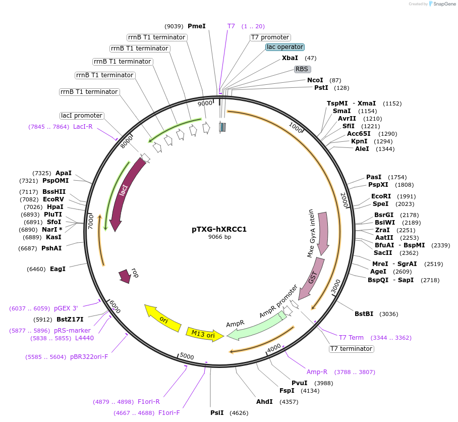52283-plasmid-map-sequence-id-80850
