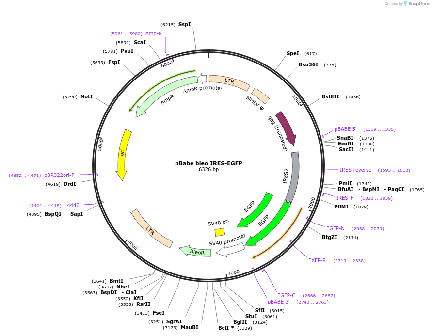 14432-plasmid-map-sequence-id-8088