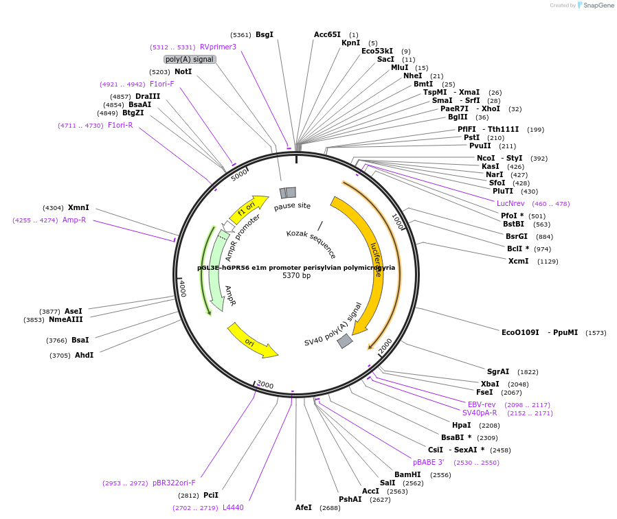 52299-plasmid-map-sequence-id-80926