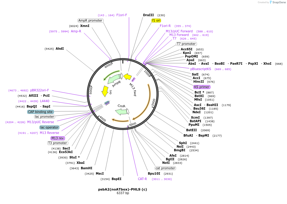 52308-plasmid-map-sequence-id-80930