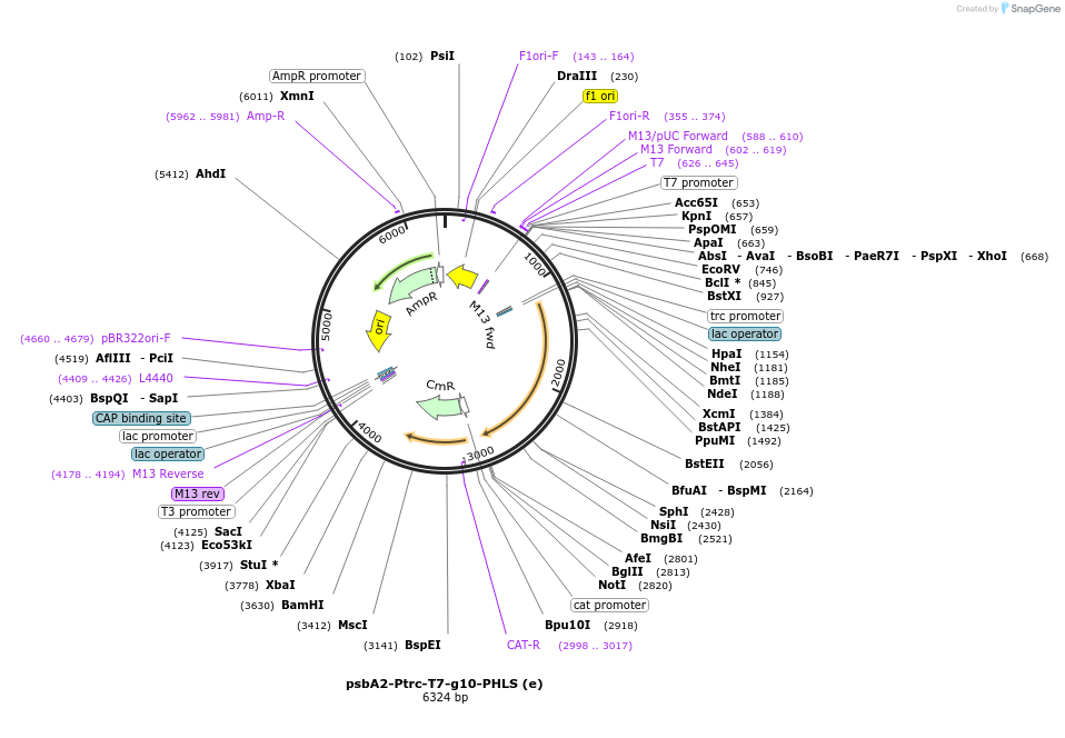 52310-plasmid-map-sequence-id-80935