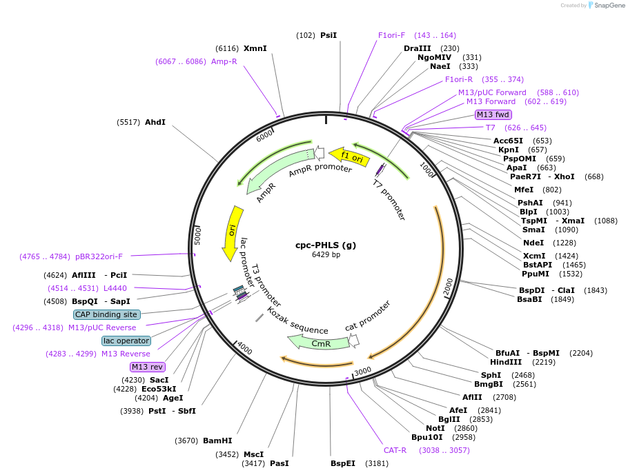 52311-plasmid-map-sequence-id-80936